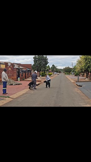 No escaping from these Cane Corso K9s !! Well Done to K9 Ty and K9 Cruise on successfully completing the Inboard K9 Obedience and Attack Training !! * Call/ Whatsapp 0825751009 to help your dog reach their full potential in just a few short weeks. | Comprehensive K9 Solutions