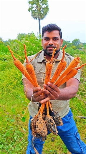 chittoortheboys | Thati tegalu organic farming #thatitegalu #thegalu #iceapple #trees #thati tegalu #OrganicFarming #reels #farminglife #healthyfood... | Instagram