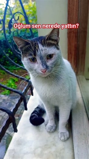 çok iyi huylu bir kedi ev kedisi imiş atmışlar, eve girmek istiyor. #cat #süreyyarüzgaretkisi #kedi