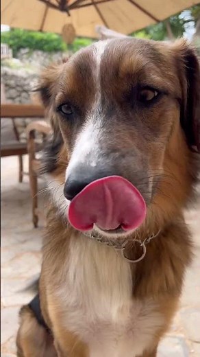 🍯 "Can dogs eat honey? Health benefits of honey for dogs" 🐕