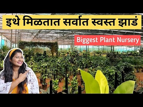 Plant Nursery Near Me | Plant Nursery visit