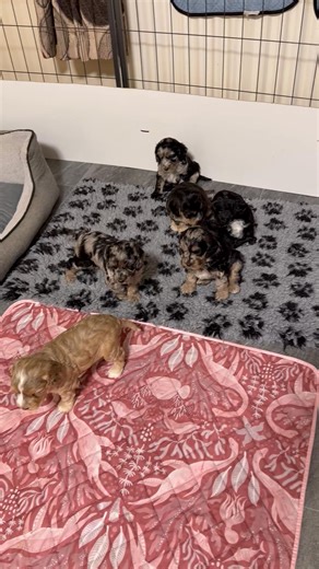 Jessica Cockapoo Puppies For Adoption/Rehoming | Jessica Cockapoo Puppies For Adoption/Rehoming