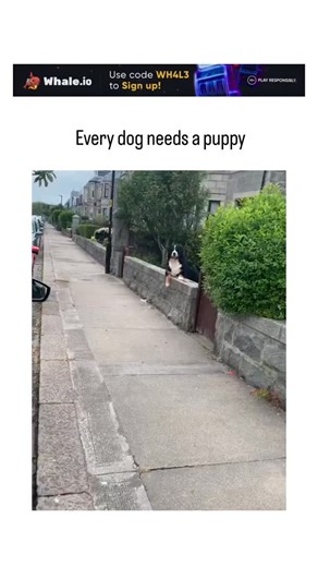 GlobalTrend_Hubb™ on Instagram: "This viral video depicts a gentle adult Bernese Mountain Dog joyfully meeting its new tiny puppy sibling in a Scottish neighborhood, emphasizing the breed's affectionate temperament through tail-wagging excitement and careful sniffing. Posted by @_B___S , a curator of uplifting daily animal clips, the post amassed 175,000 views and 8,000 likes in under two days, tapping into the universal appeal of interspecies bonding for emotional uplift. Research from the Jour