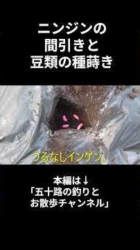 ニンジンの間引きと豆類の種蒔き