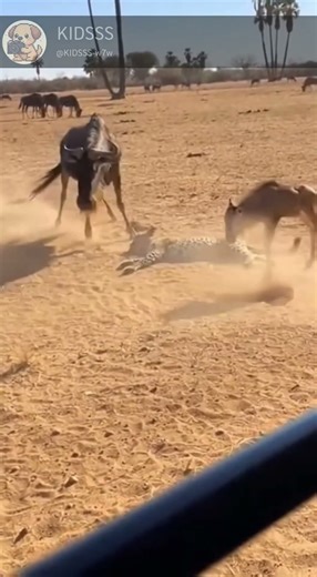 Hit like a Truck! Cheetah gets sent FLYING by Mom 🚚💥