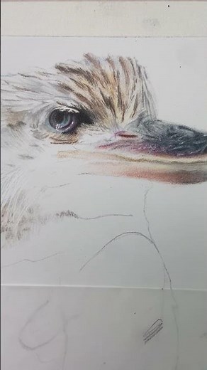 Kookaburra Tutorial for Patreon