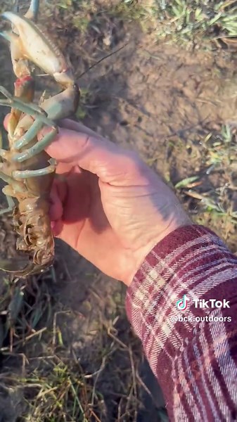 Yabbying in Winter: Tips for Catching in Southern NSW