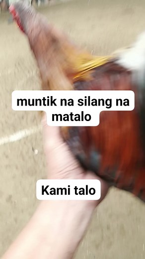 my SUNDAY SCHOOL @BDA UNIVERSITY, MOLINO 4. #gamefowlbreeder #ThunderbirdFeeds #ThunderbirdPH #onlinesabongphilippines #onlinesabong #friendsfollowersViewers #fbfriendsreels #fbreels #fbreelsviral #reelsvedio | Bonaparte Socito Palmaso