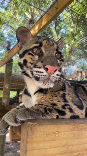 462K views · 68K reactions | Did you know that clouded leopards have...