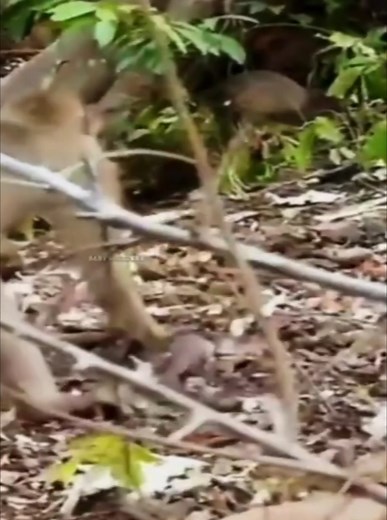 The-Newborn baby monkey was-fell-from-tree, Mother-rejected-after-birth, Baby-cried-out-for-help | Monkey Video