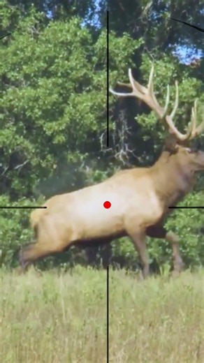 Elk Shooting | Caccia all'alce | Chasse au wapiti