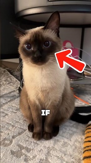 Siamese Cats Are Basically Small Humans #catvideos #siamese #facts