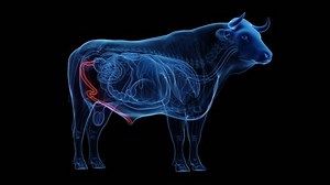 3D rendered medical animation of cow anatomy - penis. plain black background. professional studio lighting. rotation