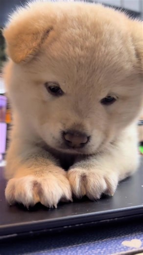 #dog