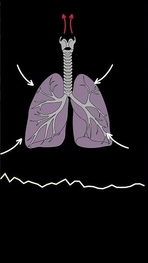 AUSCULTACIÓN PULMONAR: (Crepitantes) ruidos pulmonares normales y anormales #medicina #shorts