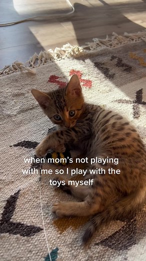 #savannahcat #savannahbengal #bengal #bengalcat #bengalkitten #savannahkitten #kittensoftiktok #cuteanimals #bengalcats #cute #cat #catlover #kittensoftiktok2023 #kittenlove