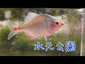 水元公園でタナゴ釣り♪人の心も魚も綺麗な大好きな場所。