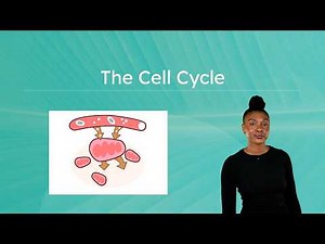 The Cell Cycle - Interphase, Mitosis, and Cytokinesis Explained