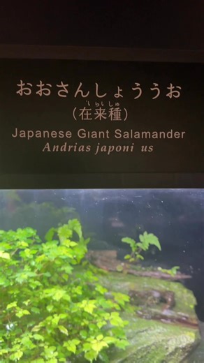 Japanese Giant Salamander (Andrias japoni us) 年 #japantrip2025 #salamander #KyotoAdventures #kyotoaquarium | Rick Jayson Tatlonghari | Facebook