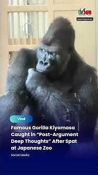 Famous Gorilla Kiyomasa Caught in “Post-Argument Deep Thoughts” After Spat at Japanese Zoo