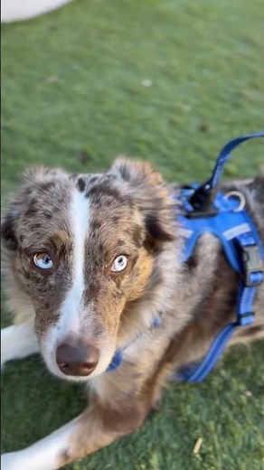 CLICKETTE dog harness. Magnetic. Quick locking dog leash and harness set. One handed, easy release.