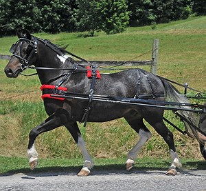 Pony & Mini Harness with Breast Collar