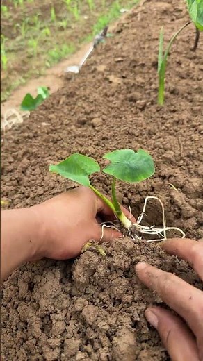 Step-by-Step Guide to Planting Taro, from Seedling Selection to Root Burial