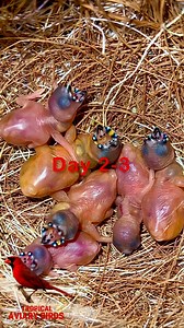 From Hatch to Fledge: The Gouldian Finch Transformation 🌈🐦 Watch the magical journey of the Gouldian finch — from tiny, fragile hatchlings to fully feathered jewels of the aviary. In just a few weeks, these chicks transform from bare skin and glowing pappillae to the dazzling colours Gouldians are famous for. #GouldianFinch #BirdReel #BirdLovers #NatureReels #TropicalBirds #FinchesOfInstagram #BirdWatching #WildlifeVideo #AviaryBirds #FromHatchToFledge #bird #birds #nature #aves | Tropical Avi