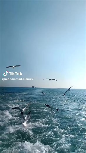 Tree Ttt (@tree.ttt3)’s videos with seagull sounds - princess