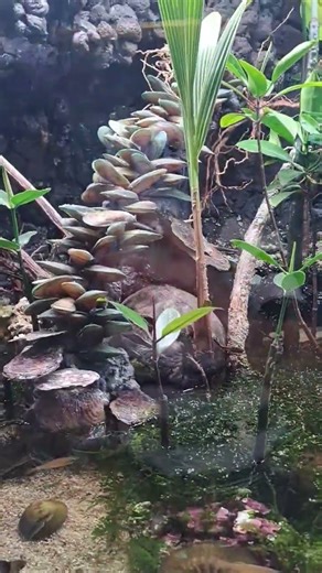 redwhite prawn in an aquarium#shortvideo