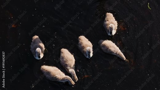 Calm aerial scene of fluffy swan chicks moving through black water at dawn