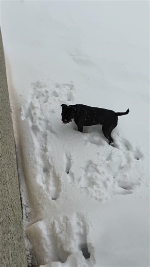 My boy's Boston Terrier # I love him so much. he did peed but he didn't 💩. 12 inches snow. Pls👍subs
