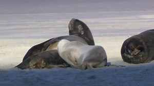 Windows7示例视频 1080p 60fps