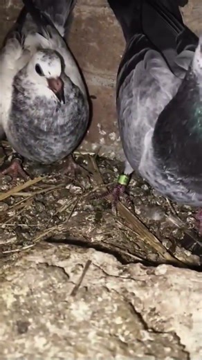 breeder grizzle racing played bird #racingpigeon #pigeonlaver #pigeon #populerpigeon #petbirds #virl