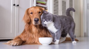 Cat vs. Dog: Which Is the Best Pet for Me?