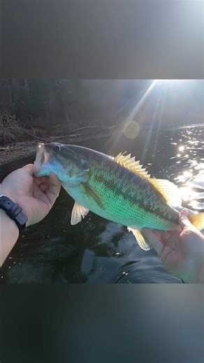This Spotted Bass Hit Like a Truck!!! #fishing #spottedbass #bassfishing #shorts #jonboatlife