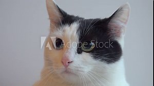 Odd-eyed white cat (complete heterochromia with blue & green eyes)