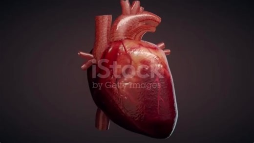 Understanding Ultrasound Cardiac Activity in Early Pregnancy