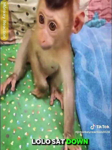 monkeyreaction2024 on TikTok