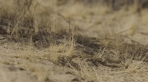 Static close up shot of short dry brown grass in dirt in California desert