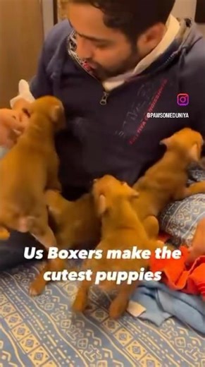 Cute #boxer #puppies getting angry with #hooman