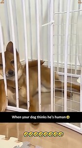 When a dog forgets that it’s a dog🤣😅🥰🤪#dog #dogsoftiktok #funnydog #cutedog #funny #funnyvideos #usa | Kat & Oliver