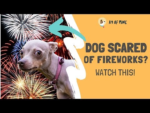 Dog Scared of Fireworks? Here’s How to Calm Them!