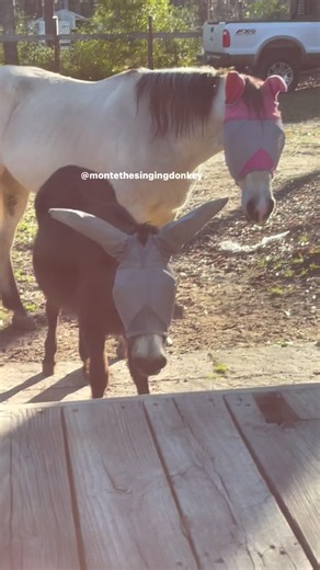 ✨HECKIN FLY/BUG MASK INFO✨ ✨They are wearing a fly mask to protect their delicate eyes and ears from insect bites, and see PERFECTLY FINE out of it.✨ #montethesingingdonkey #donkeysofinstagram #donkeylove #donkeyoftheday #donkey #smallstandarddonkey #texas #ruggletards #ruggletardranch #bray #donkeybray #equidermaambassador #rescuedonkey #feedmenow #totalfeeds #seniordonkey #longears #donkeylove #turdherd #earbraylove #emptybowlblues #farmyardopera #farmyarddrama #barnyardopera #yardgoblin #turd