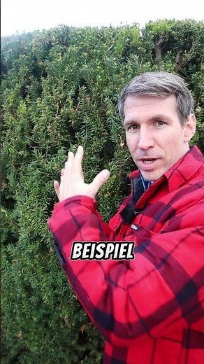 Cherry laurel forbidden! #gardentips #gardening #garden #vegetablegarden