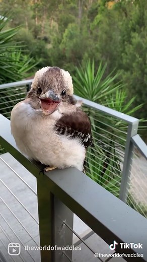 Smile ~ Waddles 🐦🪶🪶🪶🍃 #theworldofwaddles #smile #happy #happiness #love #kookaburra #birbs #queensland #raptor #animalsoftiktok #australia #kingfisher #baby #babykookaburra #waddles #cute #adorable #sunshine #viralhog #myhome #birbsoftiktok #birdsofoz