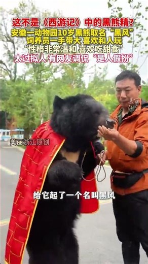 #安徽一动物园惊现西游记黑熊精？！ “很温和，爱吃甜食，也喜欢和人打交道~”(来源皖南旅行 )