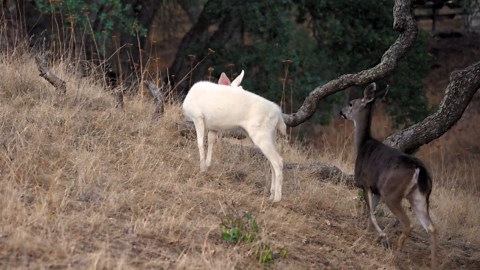 An albino deer walks through an East Bay Regional Park