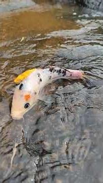 A mutated fish was found in the stream#The joy of catching fish and shrimp#Creator