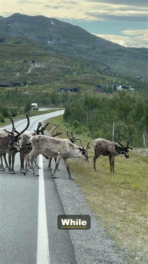 Racing to Save the Reindeer | Endangered Wildlife Documentary 4K